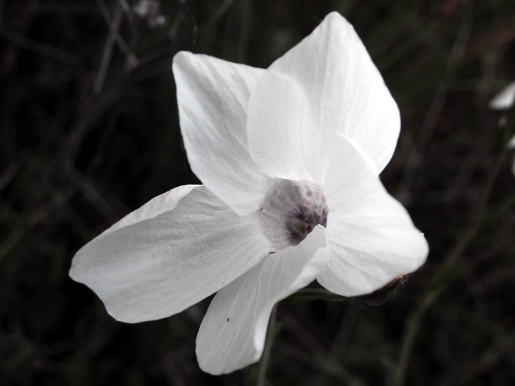 Mata de Linum suffruticosum en flor con pétalos blancos