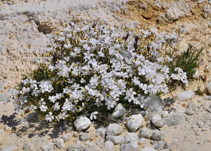 Linum suffruticosum