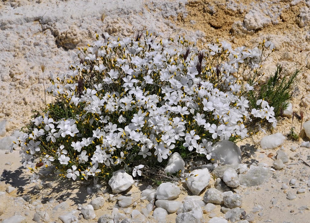 Planta de Linum suffruticosum en un macizo de grava