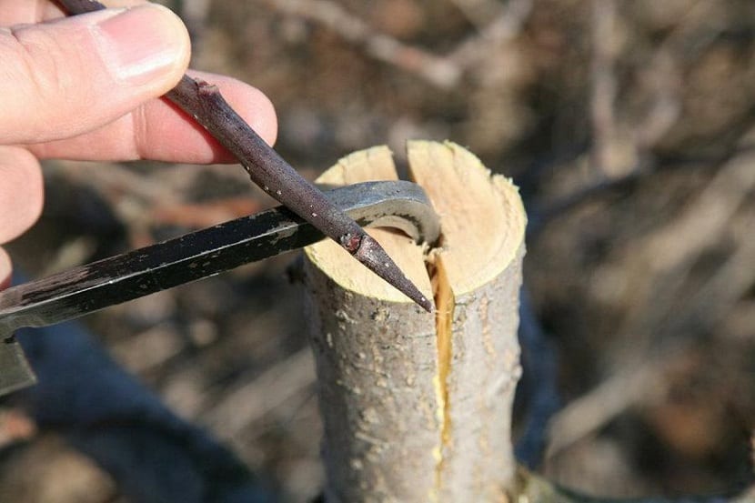 los injertos frutales permiten el crecimiento de plantas que no tienen semillas viables