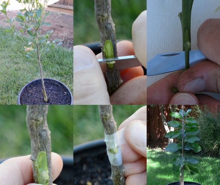 Injertos realizados en ramas de cítricos
