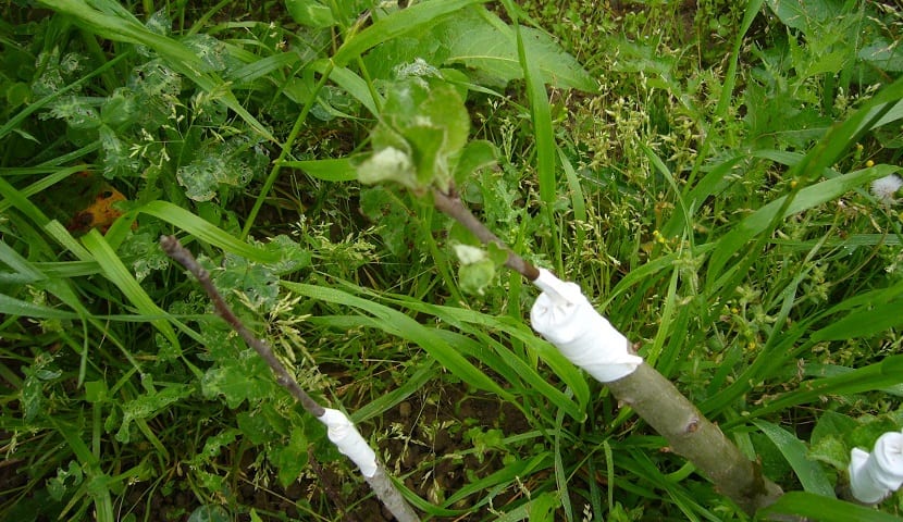 injertos en frutas
