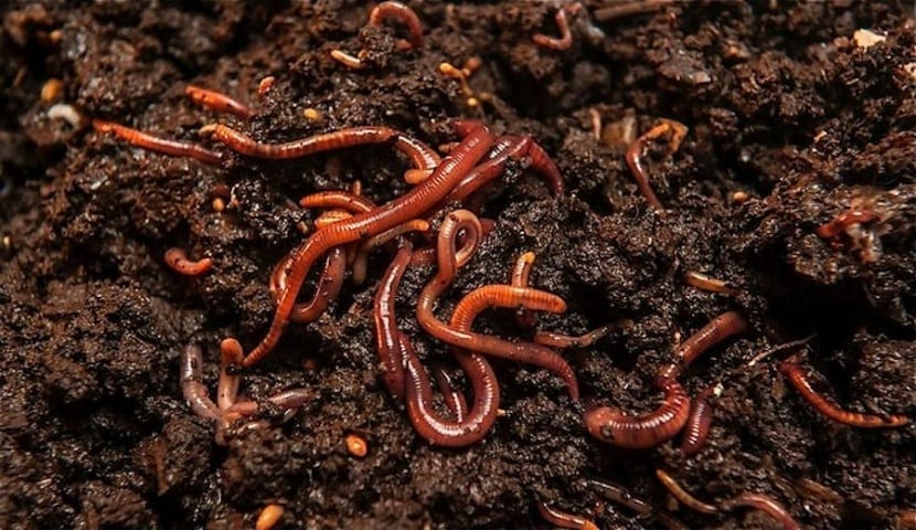 Lombrices de tierra: qué hacen y cómo favorecerlas