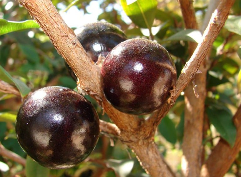 Frutos de jabuticaba brotando directamente del tronco del árbol