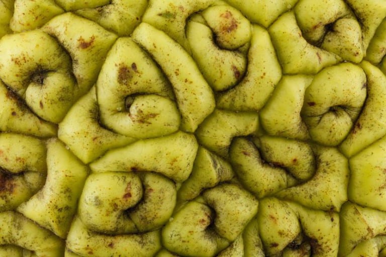 Fruto verde y rugoso de Maclura pomifera, el naranjo de los osages
