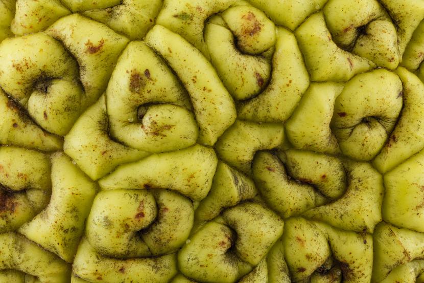 Maclura pomifera