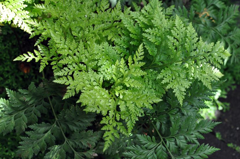 Davallia tasmanii