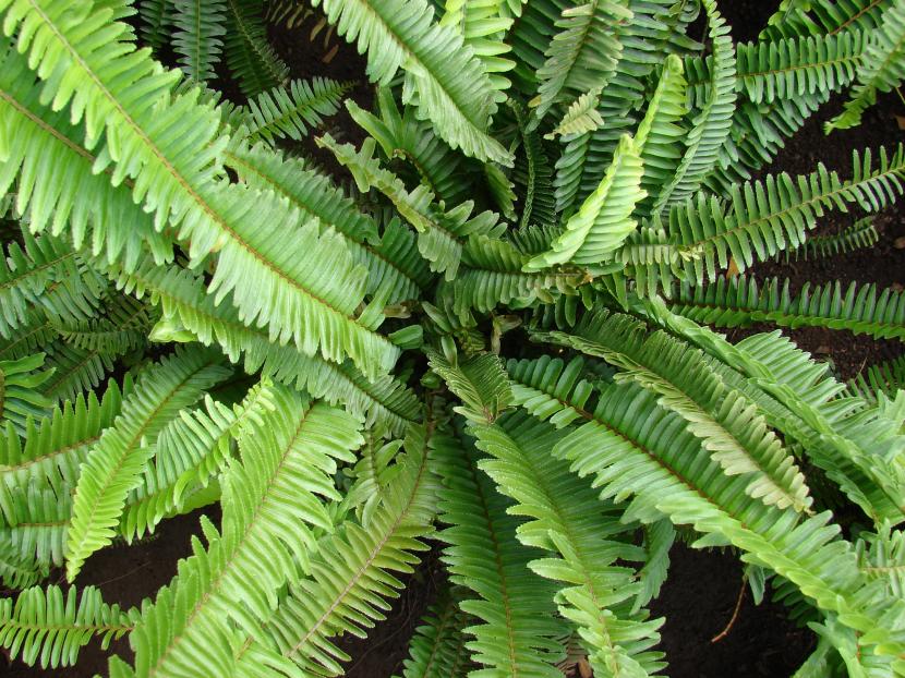 Nephrolepsis cordifolia