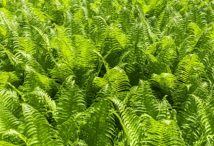 Pteridium aquilinum