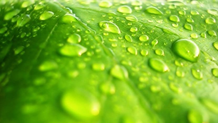 Nutrientes de las plantas: cómo se ve cada carencia