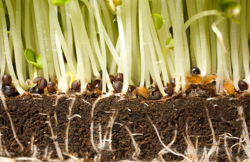 raices plantas