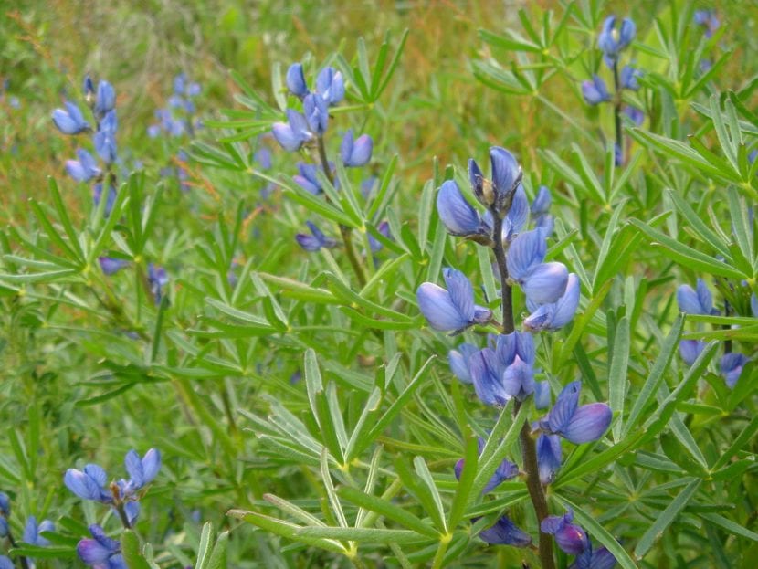 Vista del lupinus angustifolius