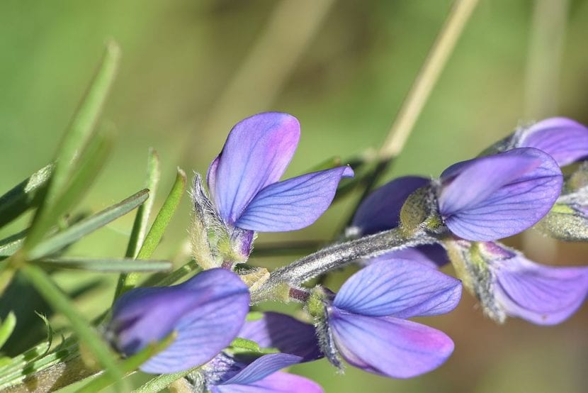 Las flores del Lupinus angustifolius son azules
