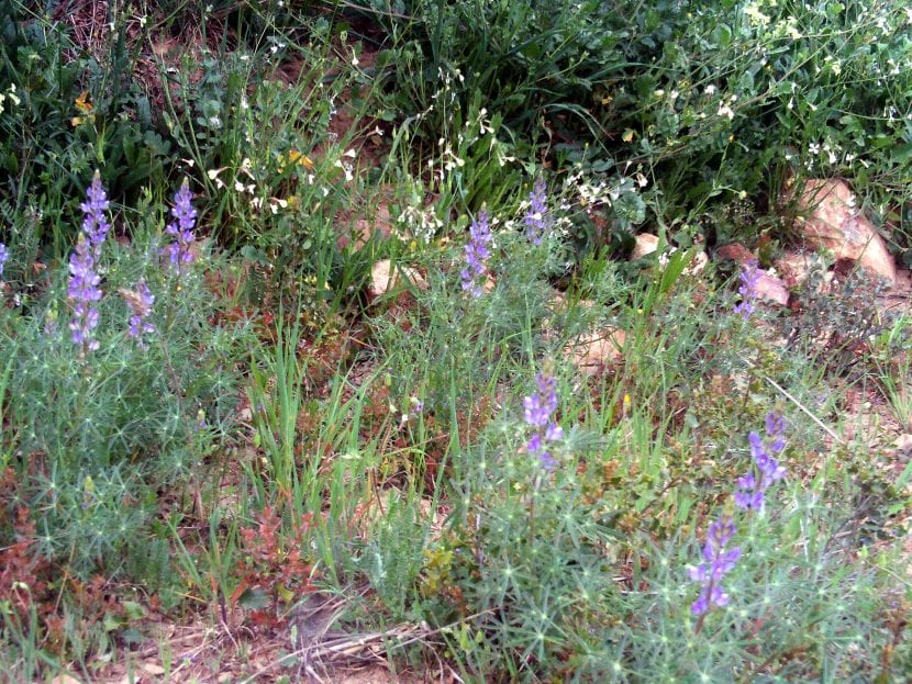 Lupinus angustifolius en hábitat