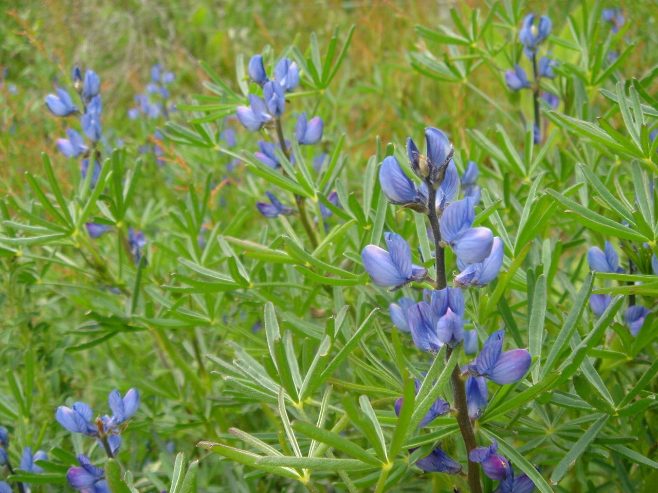 Lupinus angustifolius: cultivo del altramuz azul paso a paso