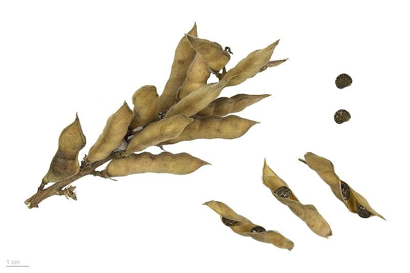 Las semillas de altramuz azul son redondeadas