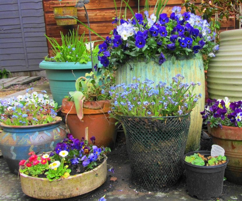 Macetas recicladas con distintos objetos y plantas