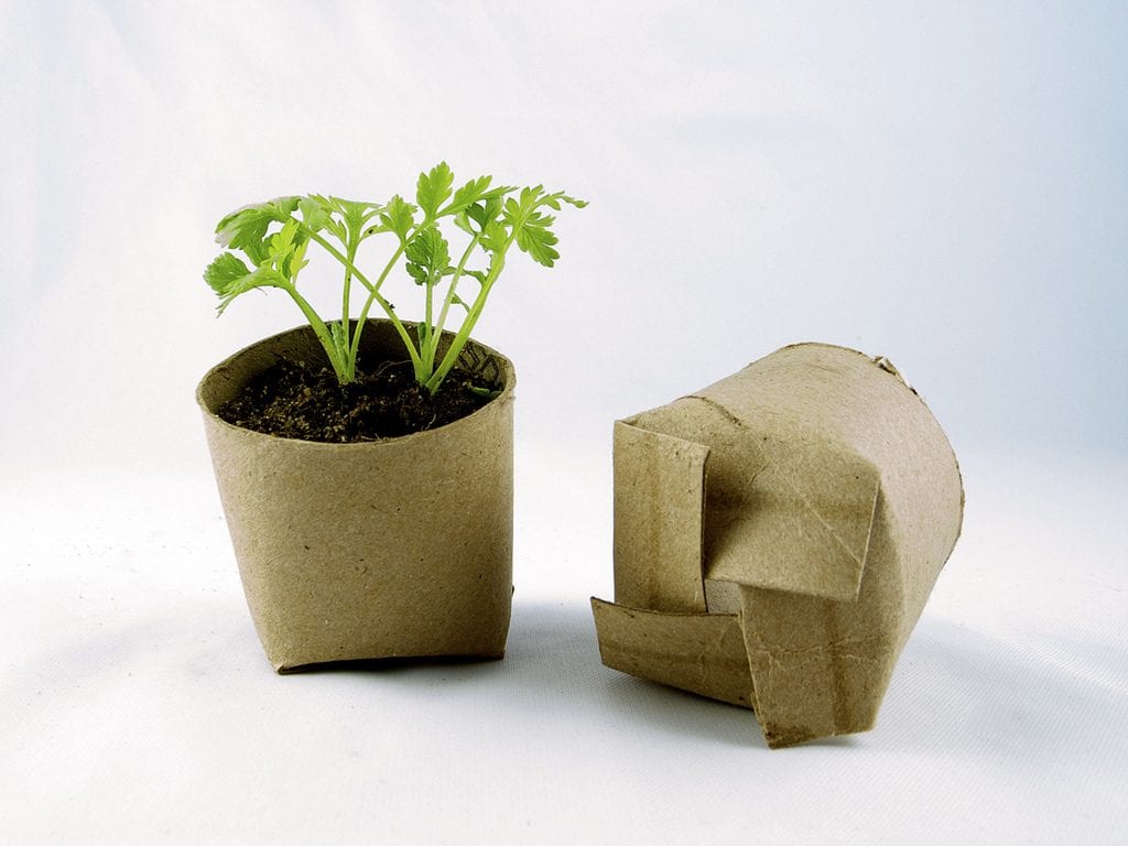 Planta en rollo de papel higiénico