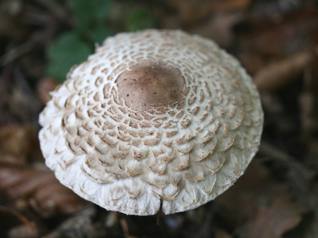 Ejemplar de Chlorophyllum rhacodes con el sombrero cubierto de escamas revueltas