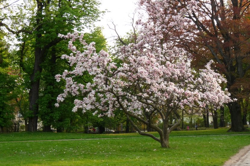 Vista de la Magnolia soulangeana en un parque