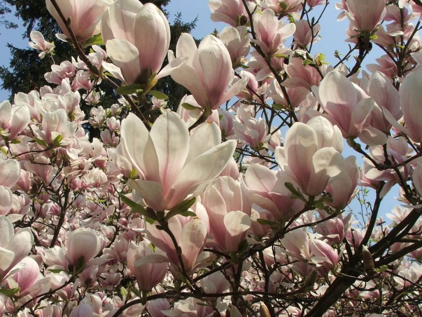 Vista de las flores de la Magnolia soulangeana