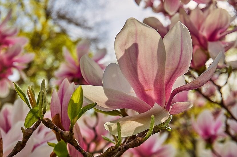 Las flores de la Magnolia x soulangeana son grandes