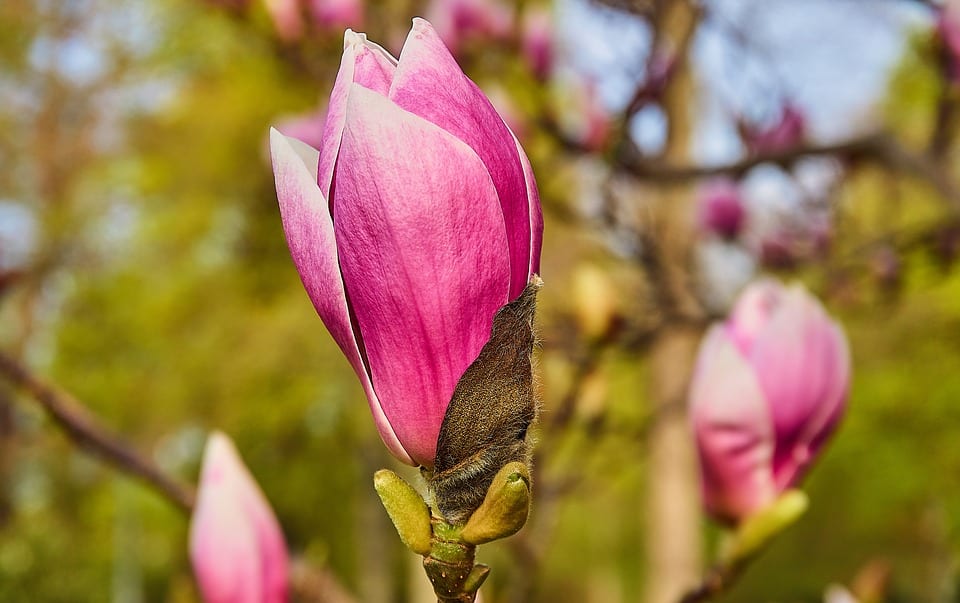 Flores de Magnolia x soulangeana abiertas sobre la rama desnuda