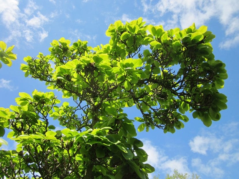 La Magnolia x soulangeana es un arbusto caducifolio