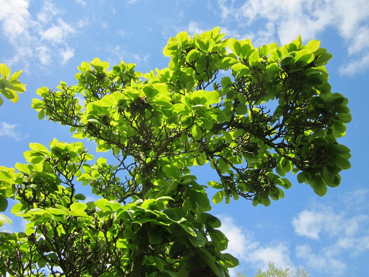 Ejemplar adulto de Magnolia soulangeana en plena floración