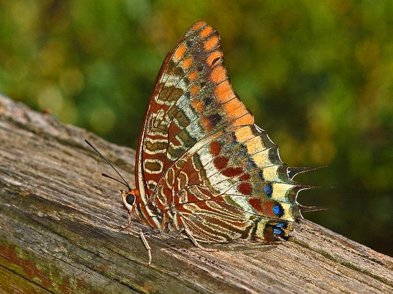 Charaxes jasius: la mariposa del madroño en el jardín