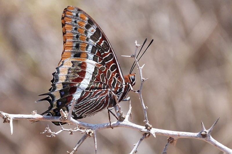 Mariposa Charaxes jasius