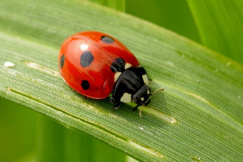 La mariquita es un insecto muy beneficioso