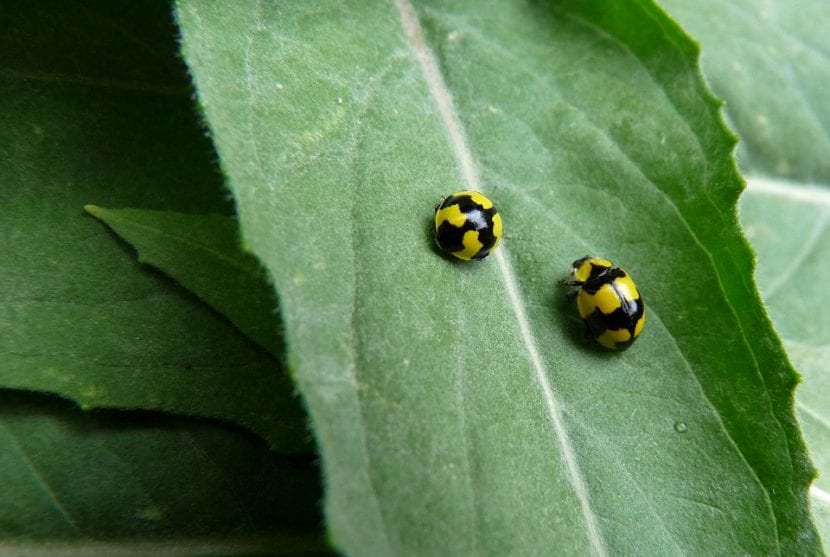 Las mariquitas son insectos muy beneficiosos