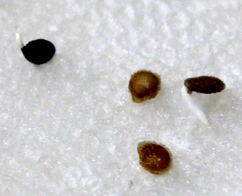 Método de pre-germinación