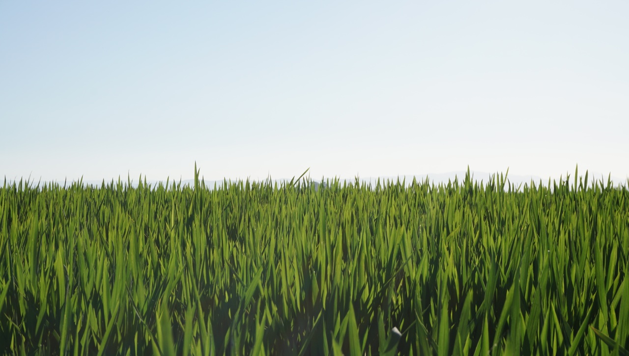 Monocultivo: qué es, qué problemas causa y alternativas