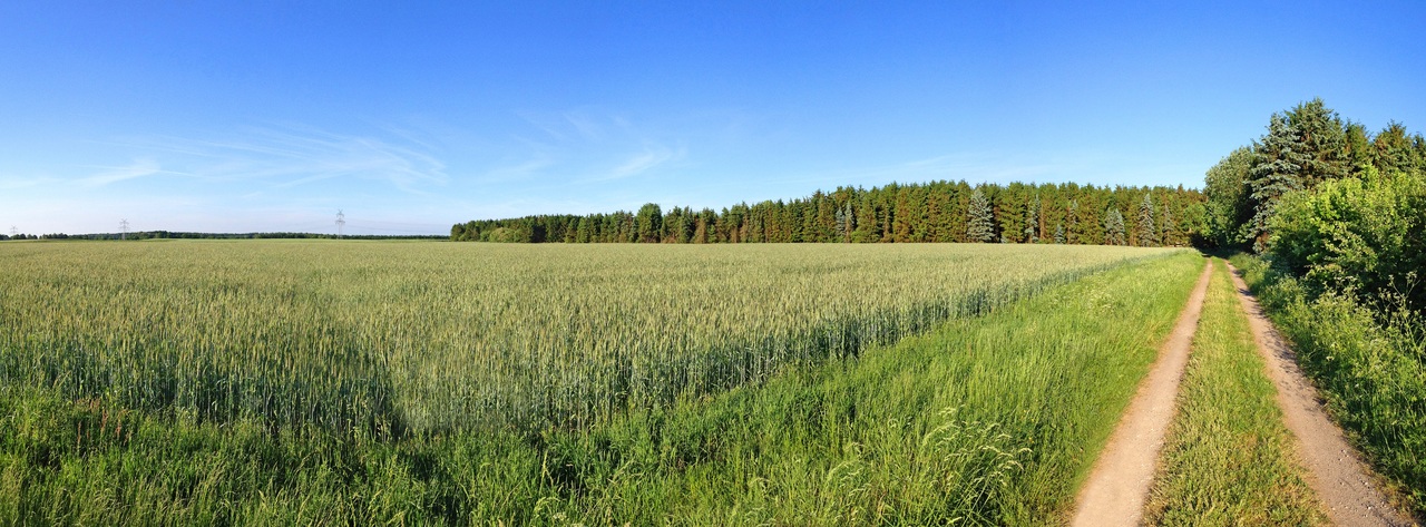 Vista de monocultivo de maíz