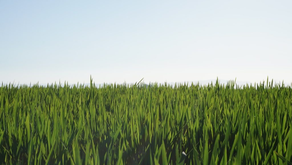 Extensión de cultivo uniforme hasta el horizonte