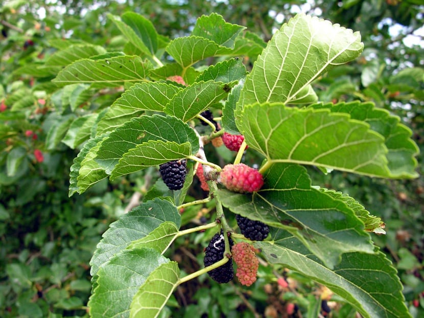 Característica de la morera negra