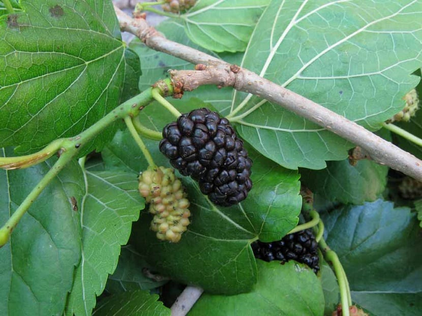 Moras del morus nigra