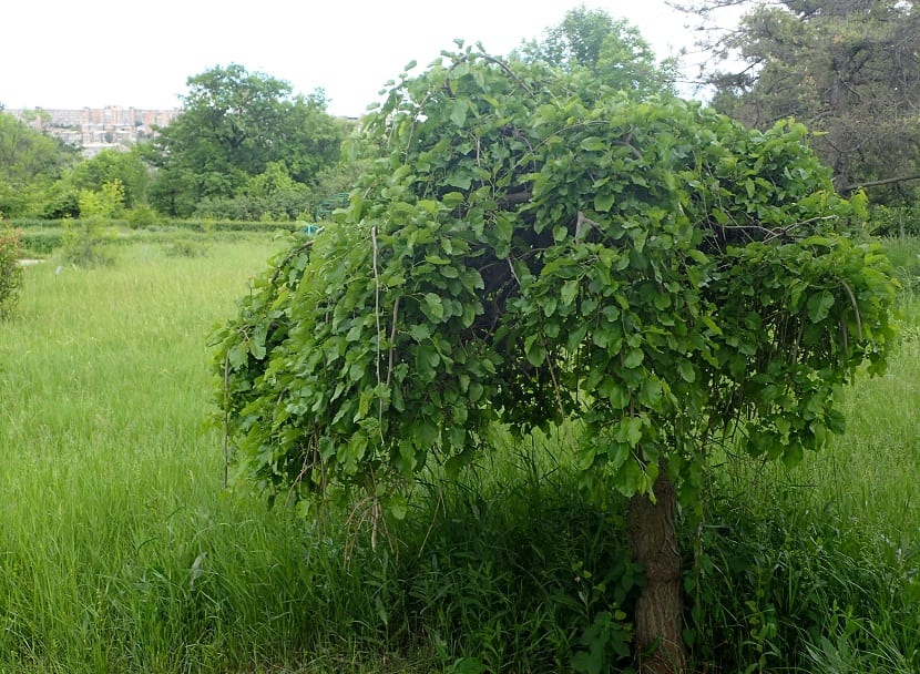plantación y cultivo