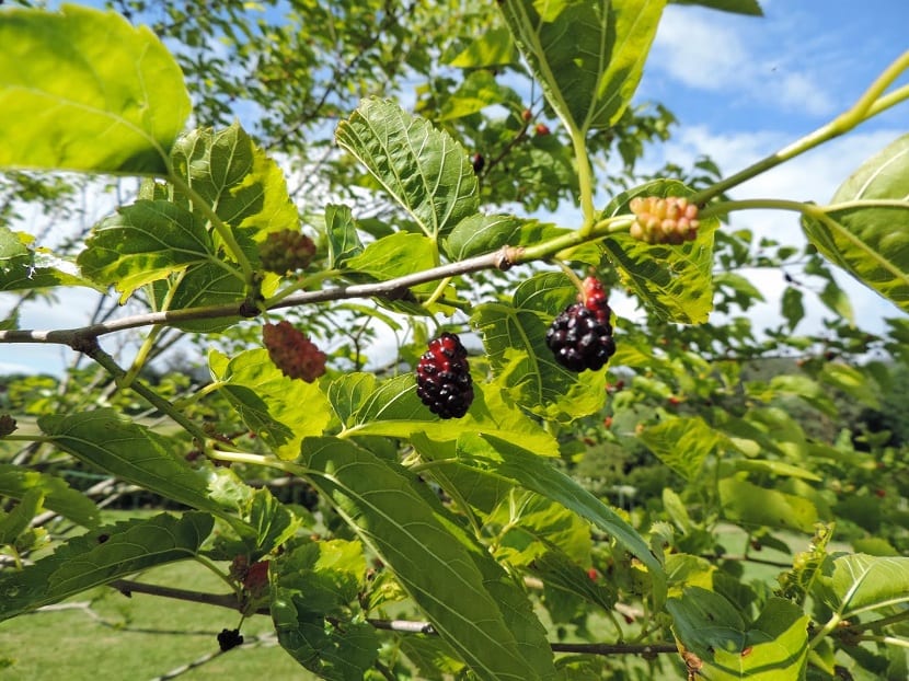 Morus nigra: la morera negra de fruto, no la de la seda
