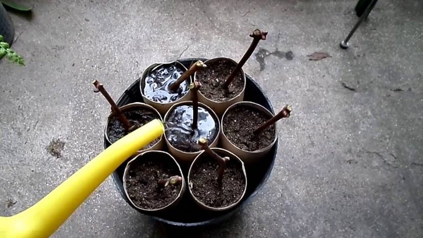 Esquejes leñosos: cómo enraízan y qué especies salen