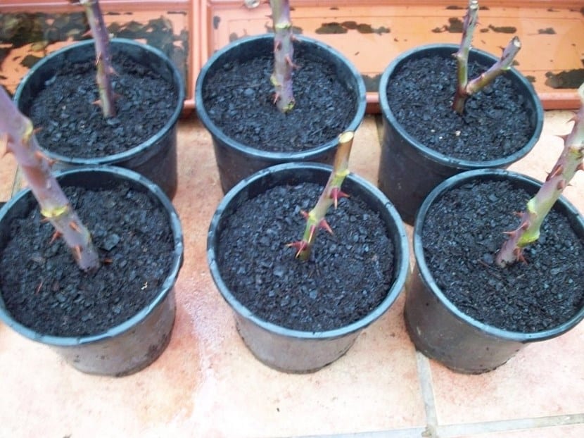 Esquejes leñosos cortados y preparados para plantar