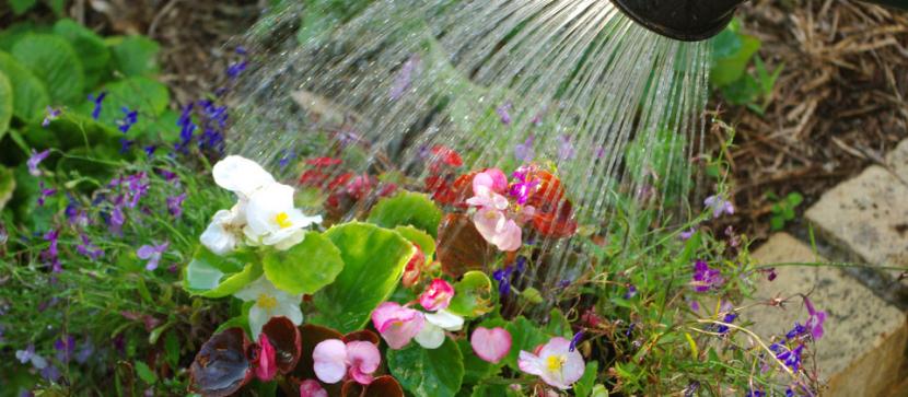 Por qué no se deben mojar las flores al regar las plantas