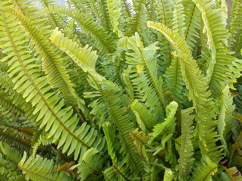 Nombres de plantas de interior: común y científico