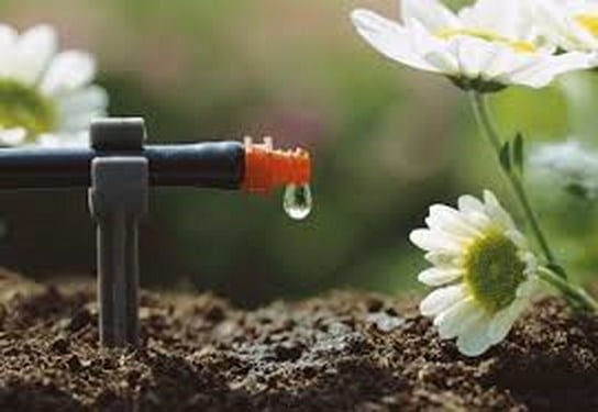 Jardín con mal drenaje: diagnóstico y soluciones