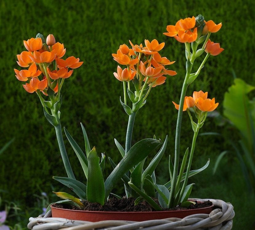 El Ornithogalum dubium se puede tener en maceta
