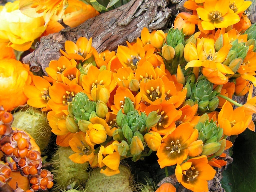 La planta Ornithogalum dubium es fácil de cuidar