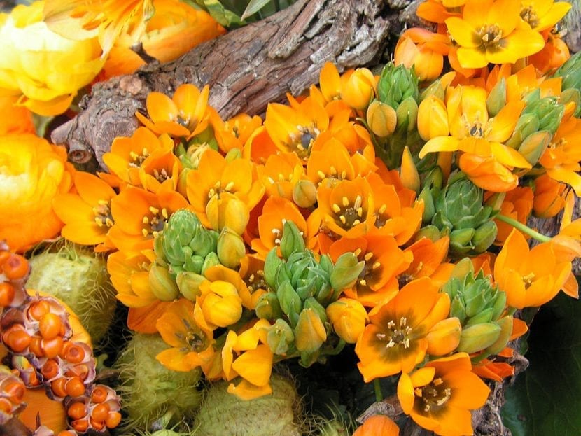 Planta completa de Ornithogalum dubium en maceta con su roseta de hojas verdes