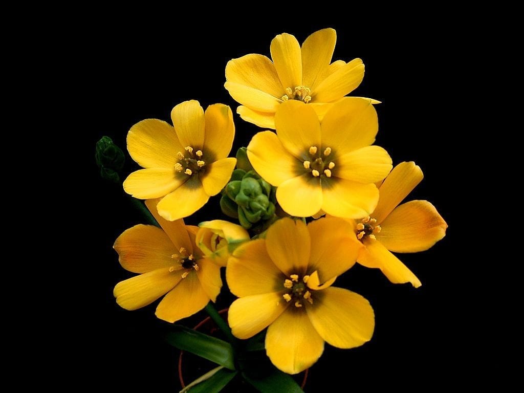 Las flores del Ornithogalum dubium pueden ser amarillas